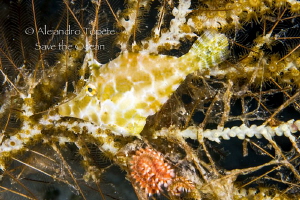 Camouflage in coral, Cozumel Mexico by Alejandro Topete 